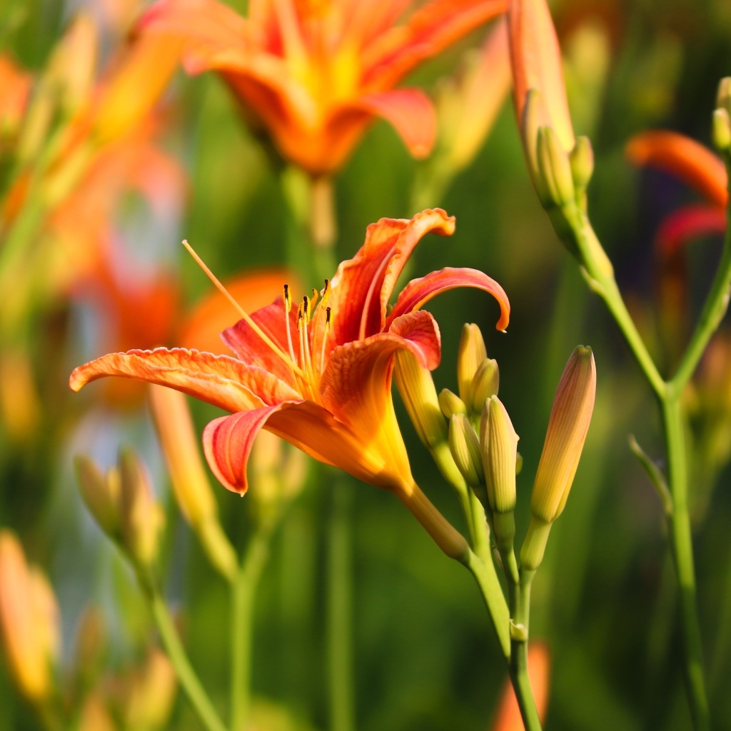 Оранжевые цветы лилейник с бутонами в лучах солнца