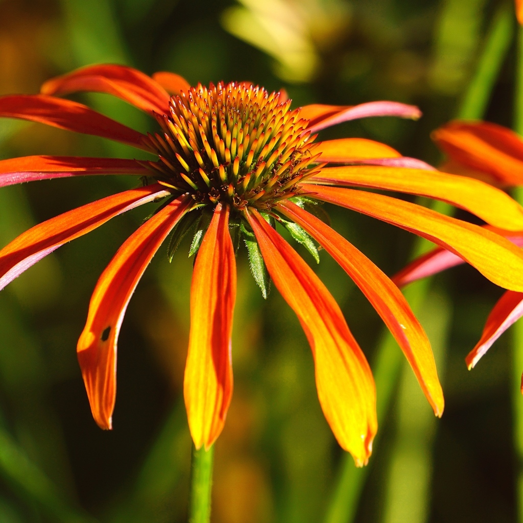 Оранжевый цветок эхинацея крупным планом