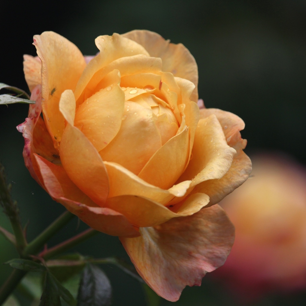 Оранжевая душистая роза с бутонами