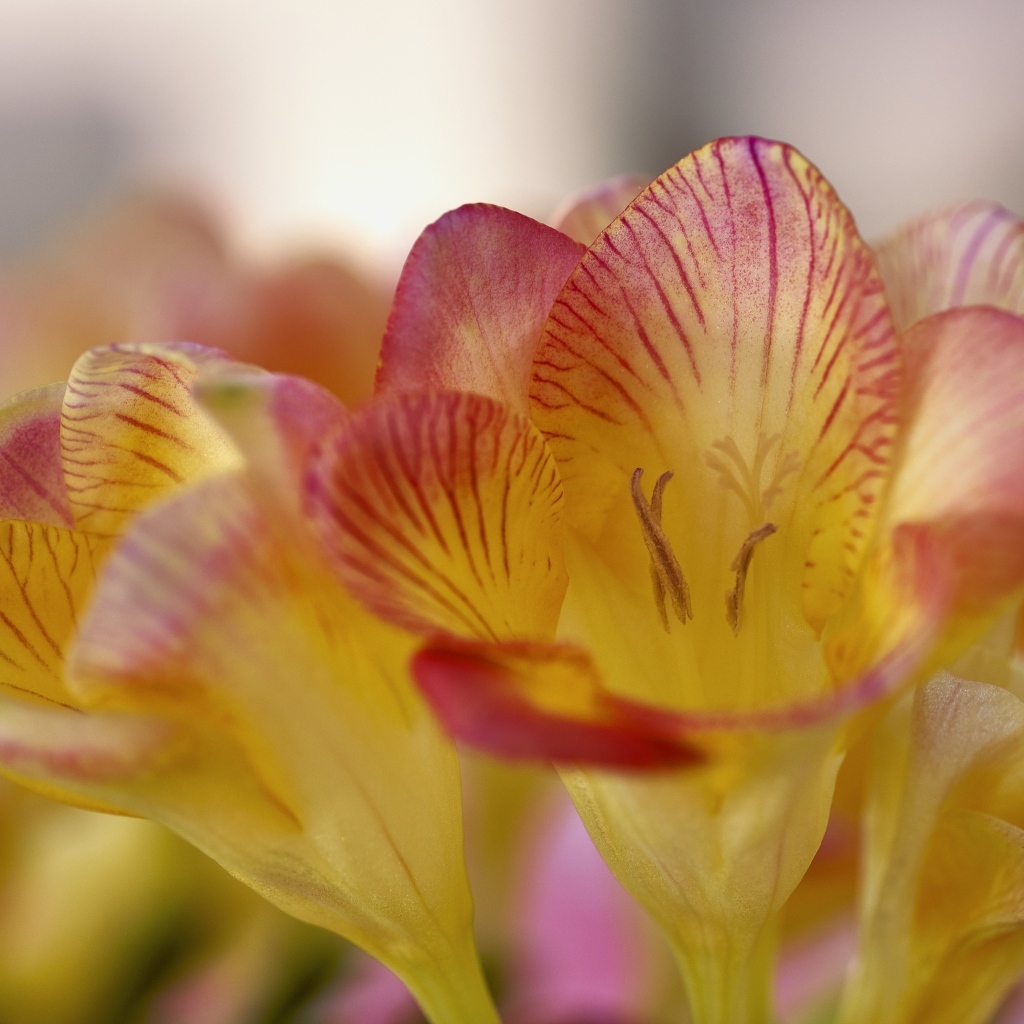 Оранжевые цветы фрезия крупным планом