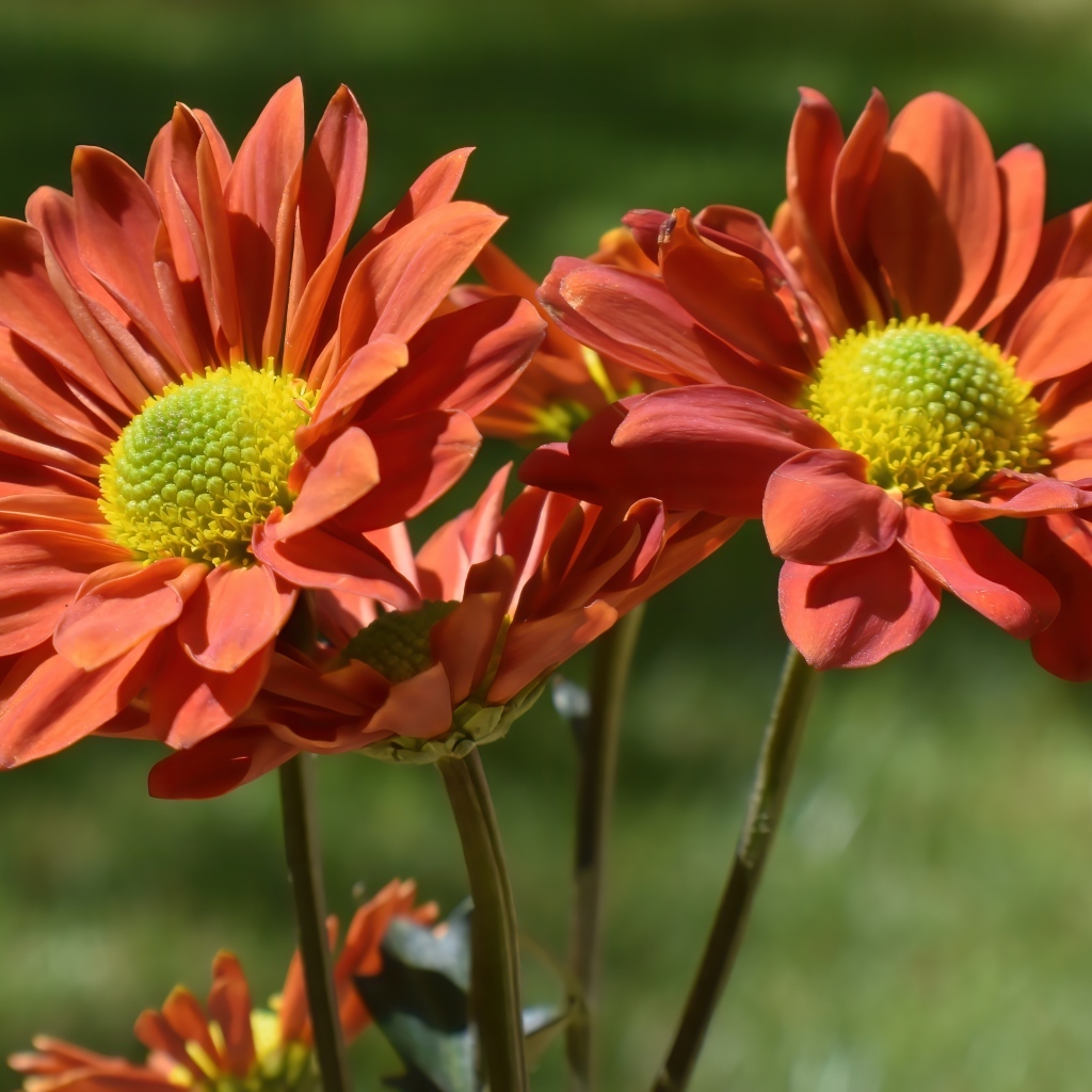 Оранжевые садовые цветы вблизи