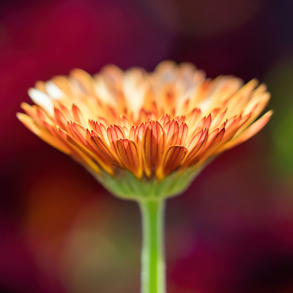 Оранжевый цветок герберы крупным планом