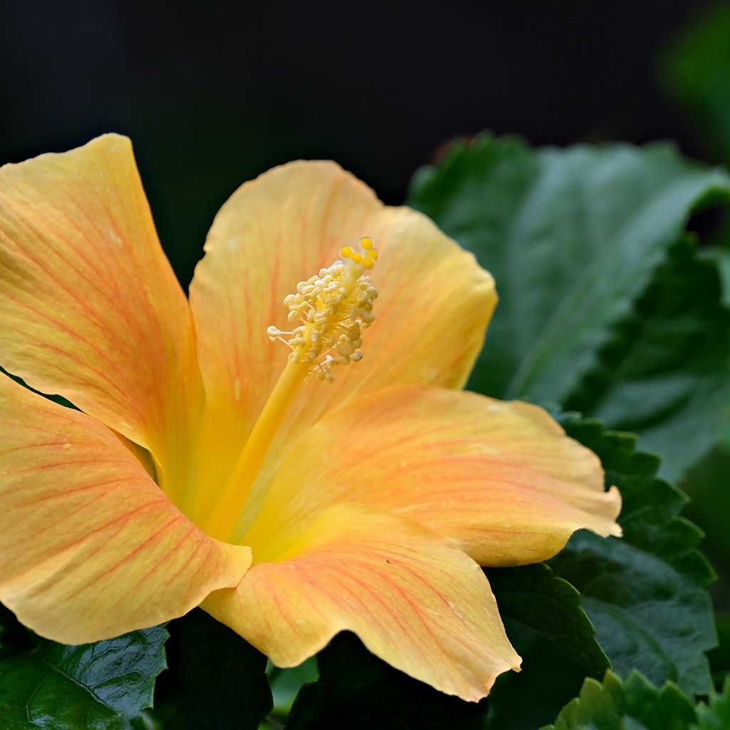 Оранжевый цветок гибискуса в зеленых листьях