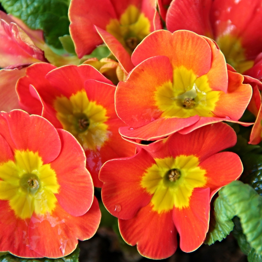 Оранжевые комнатные цветы примула