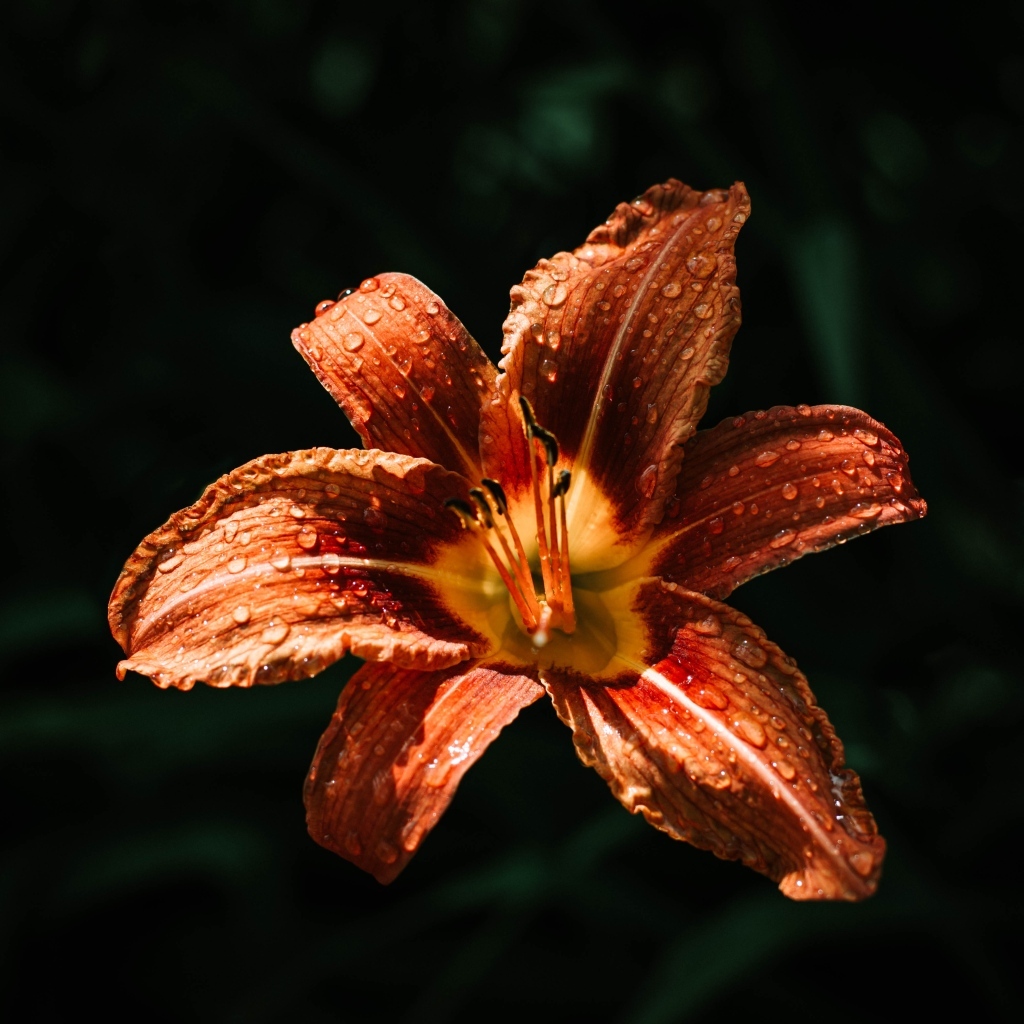 Оранжевая лилия в каплях росы на черном фоне