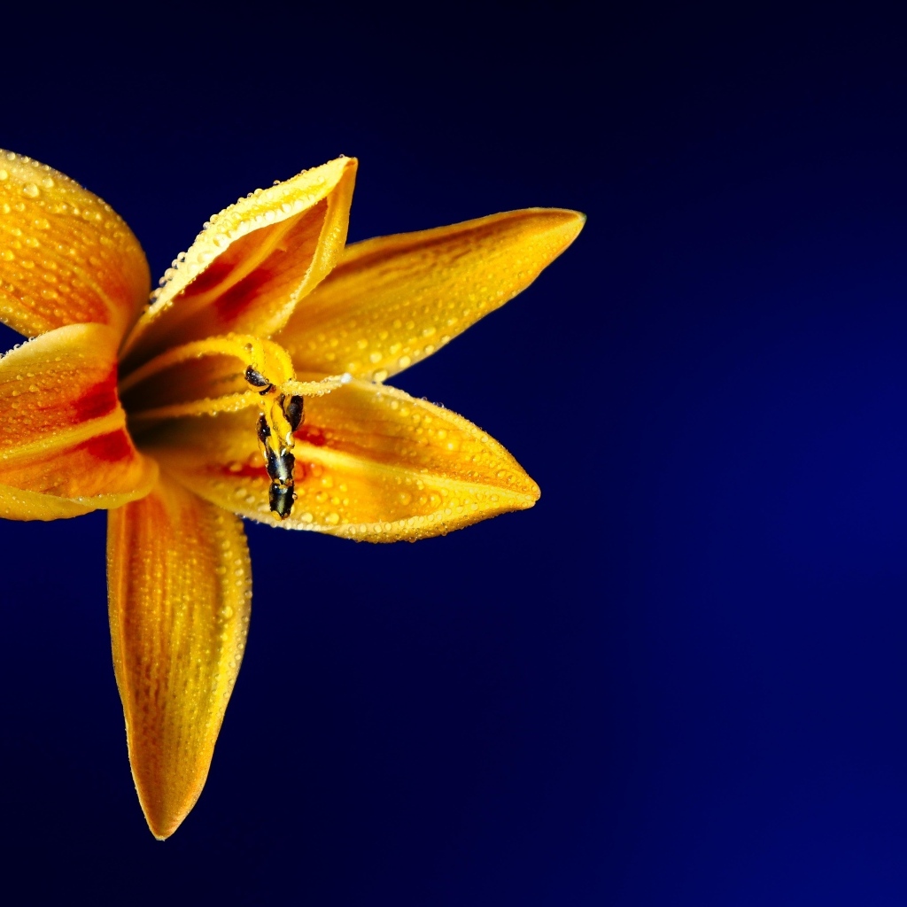 Оранжевая лилия на синем фоне