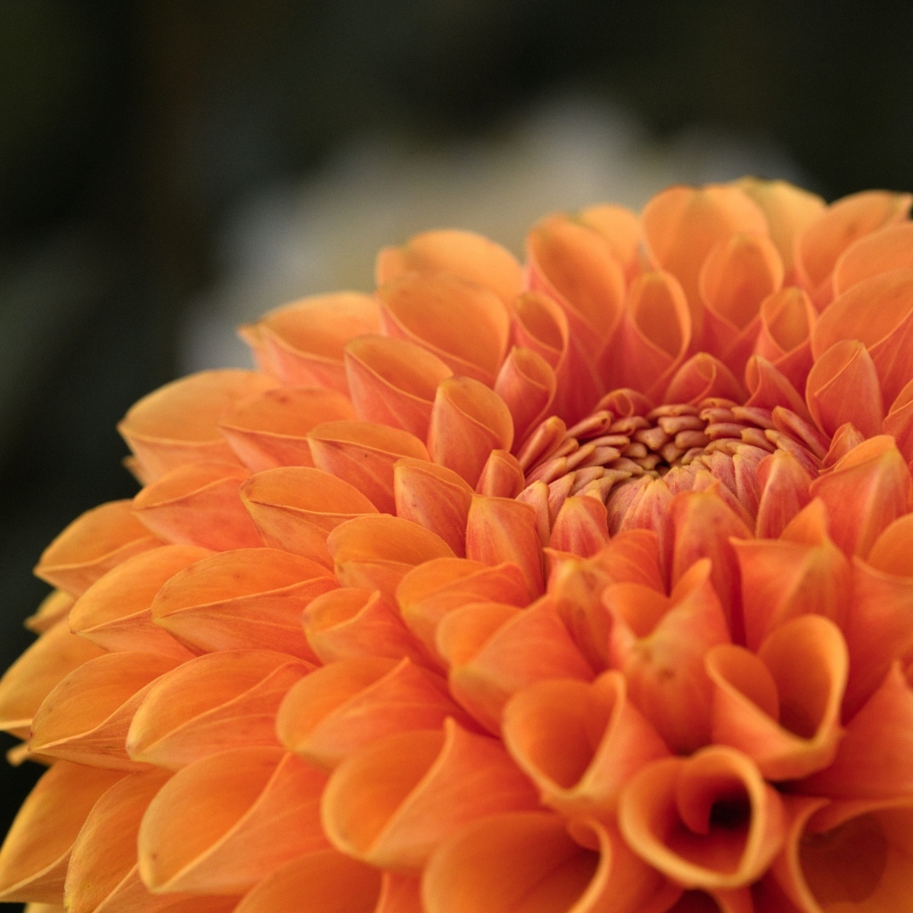 Оранжевая пышная георгина вблизи