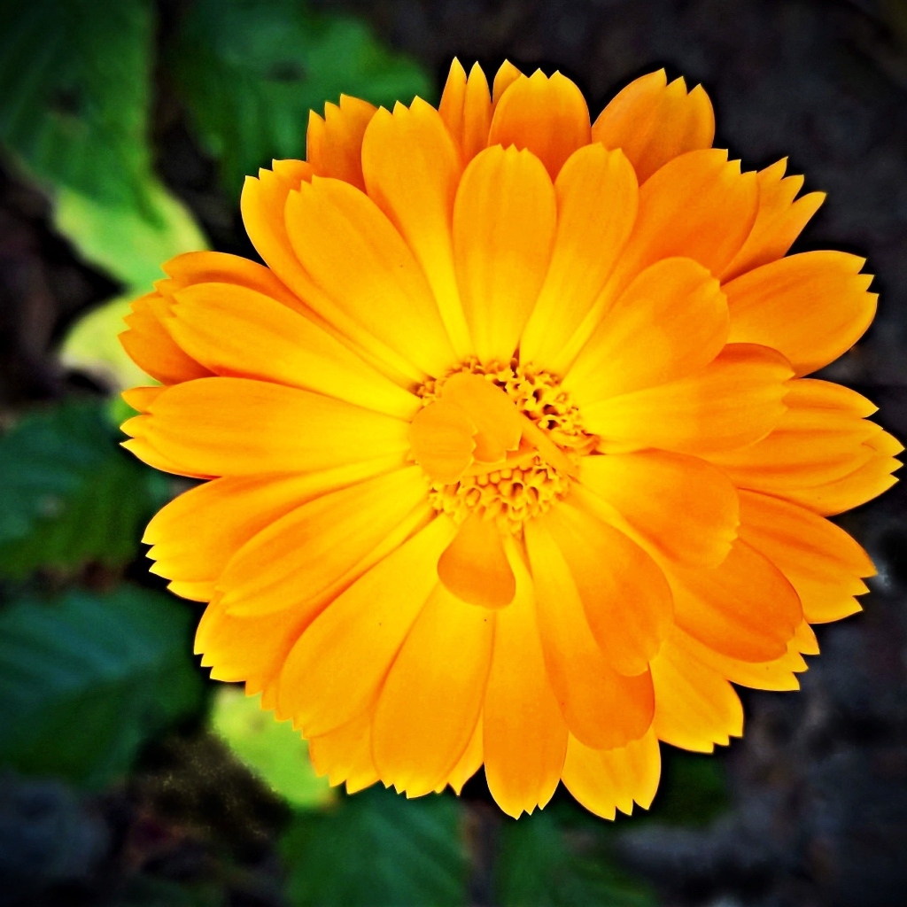 Оранжевый цветок календулы крупным планом