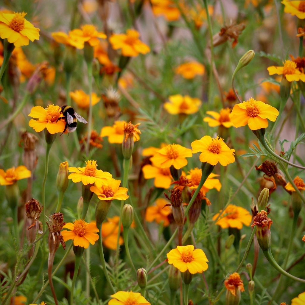 Оранжевые цветы бархатцы на клумбе