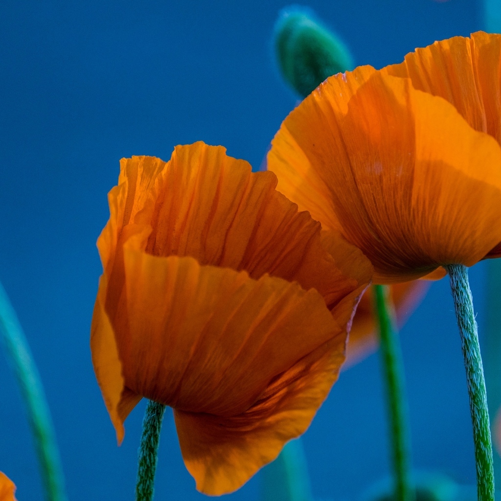 Оранжевые маки на голубом фоне