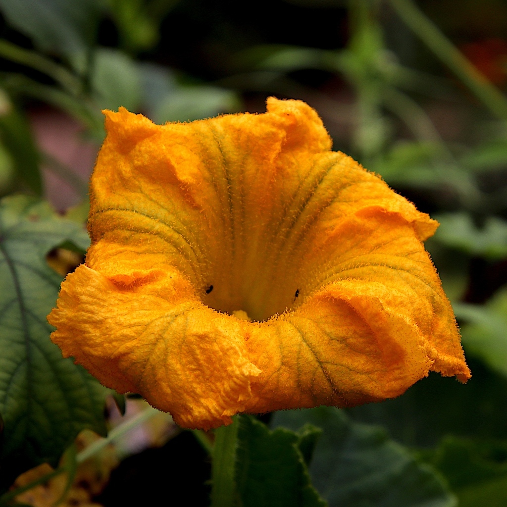 Оранжевый цветок тыквы на грядке