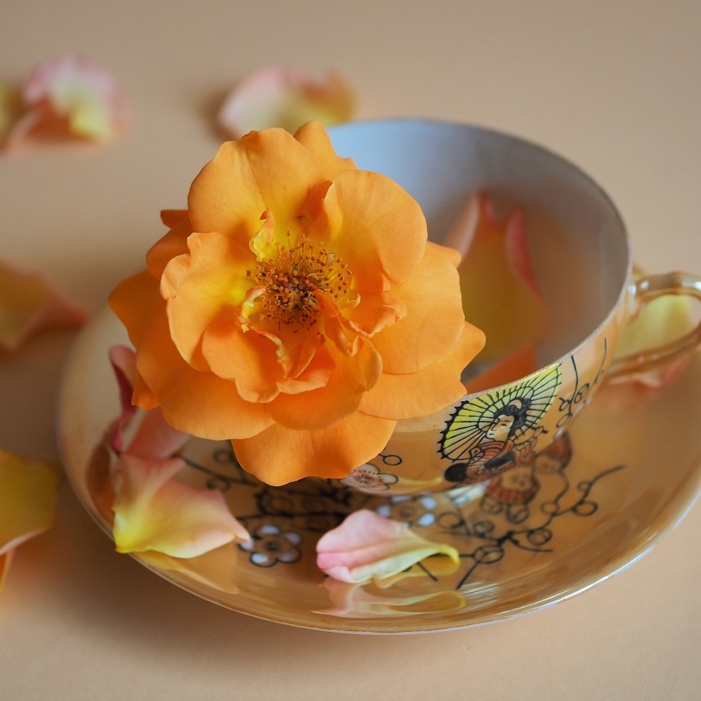 Оранжевый цветок розы в чашке на столе