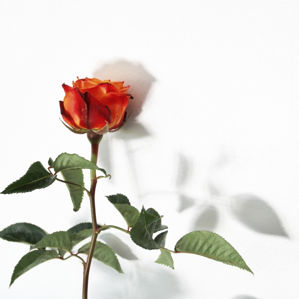 Цветок оранжевой розы на белом фоне