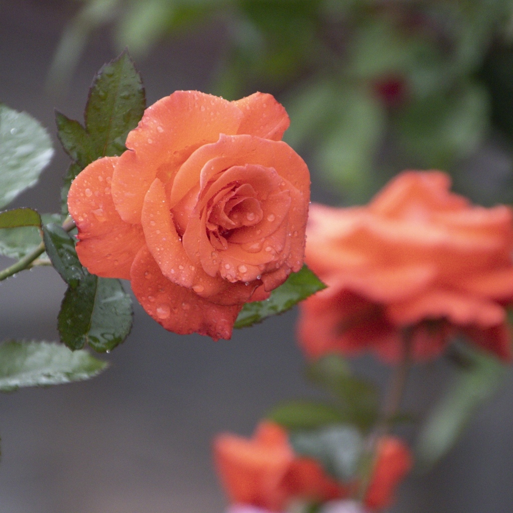 Оранжевая роза в каплях росы крупным планом