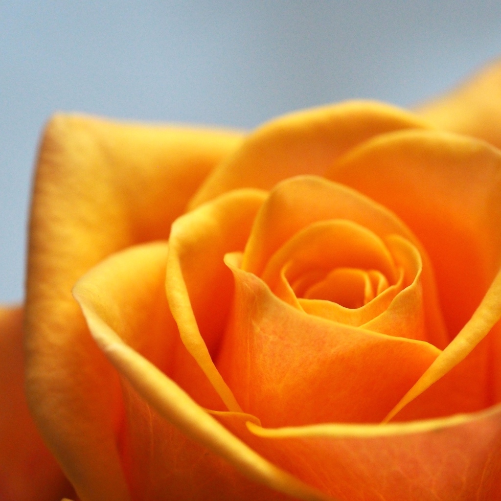 Апельсиновая роза на сером фоне крупным планом