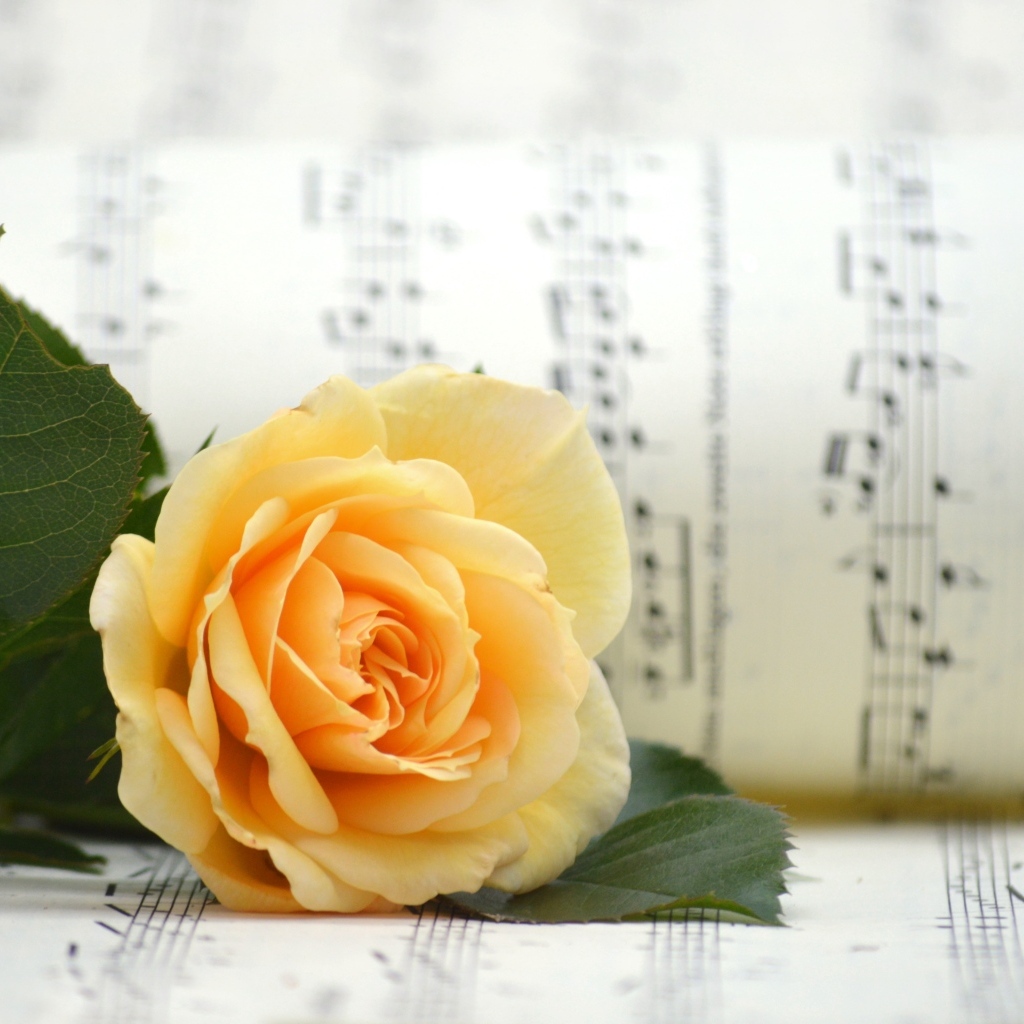 Оранжевая роза с нотной тетрадью