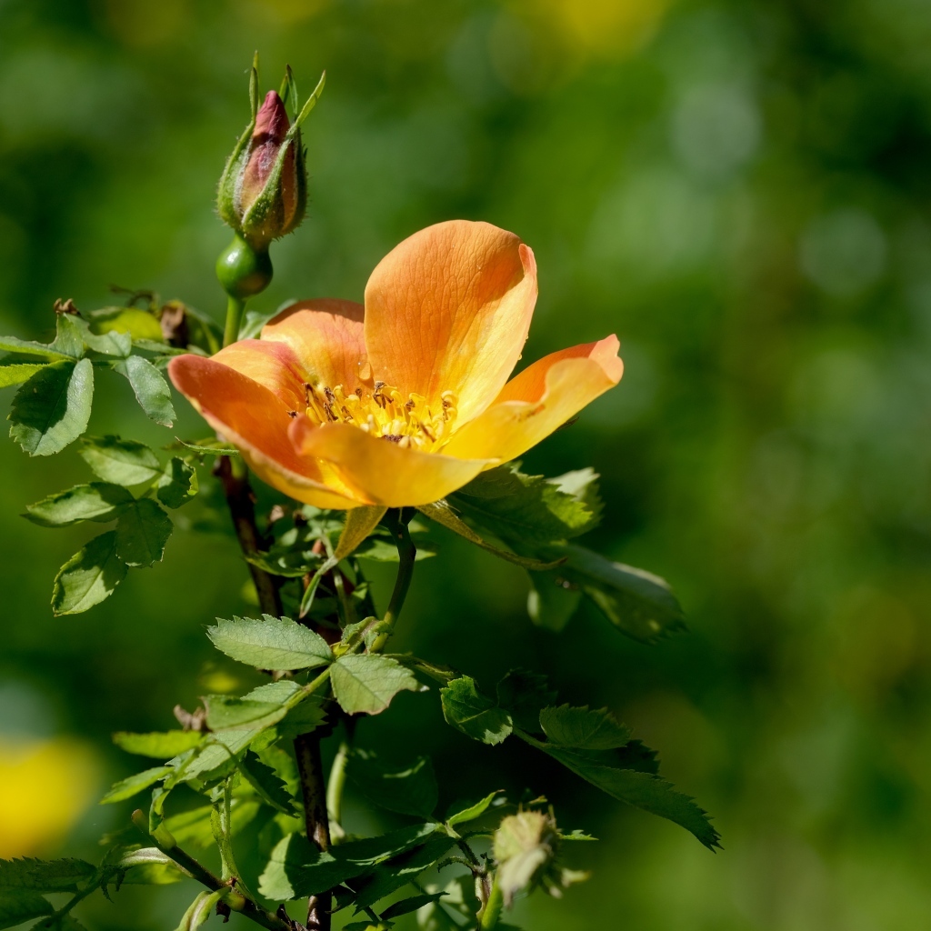 Оранжевый цветок шиповника с бутоном  крупным планом