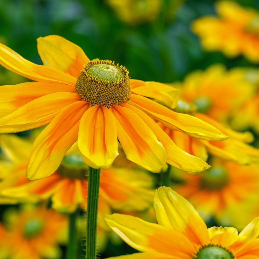 Оранжевые цветы рудбекия крупным планом на клумбе