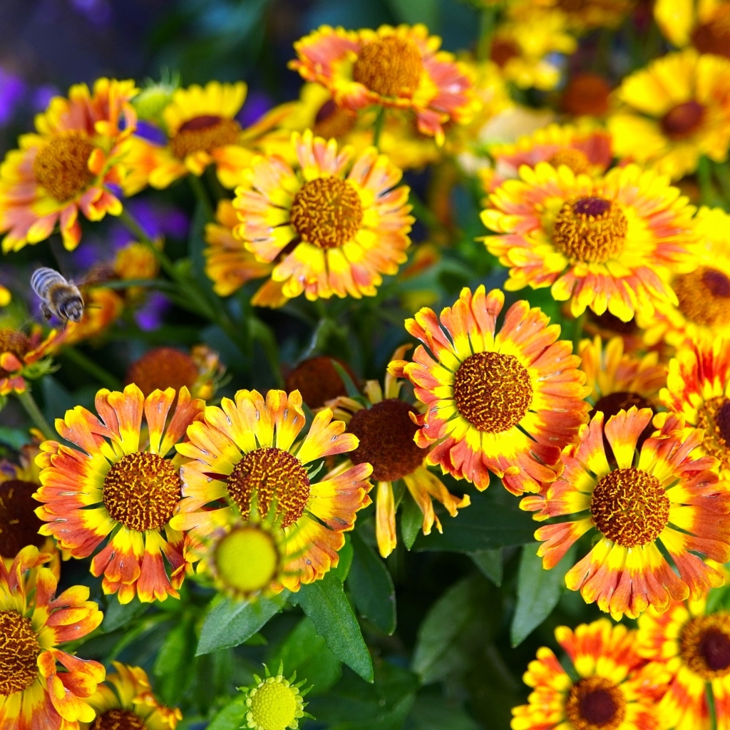 Оранжевые мелкие садовые цветы