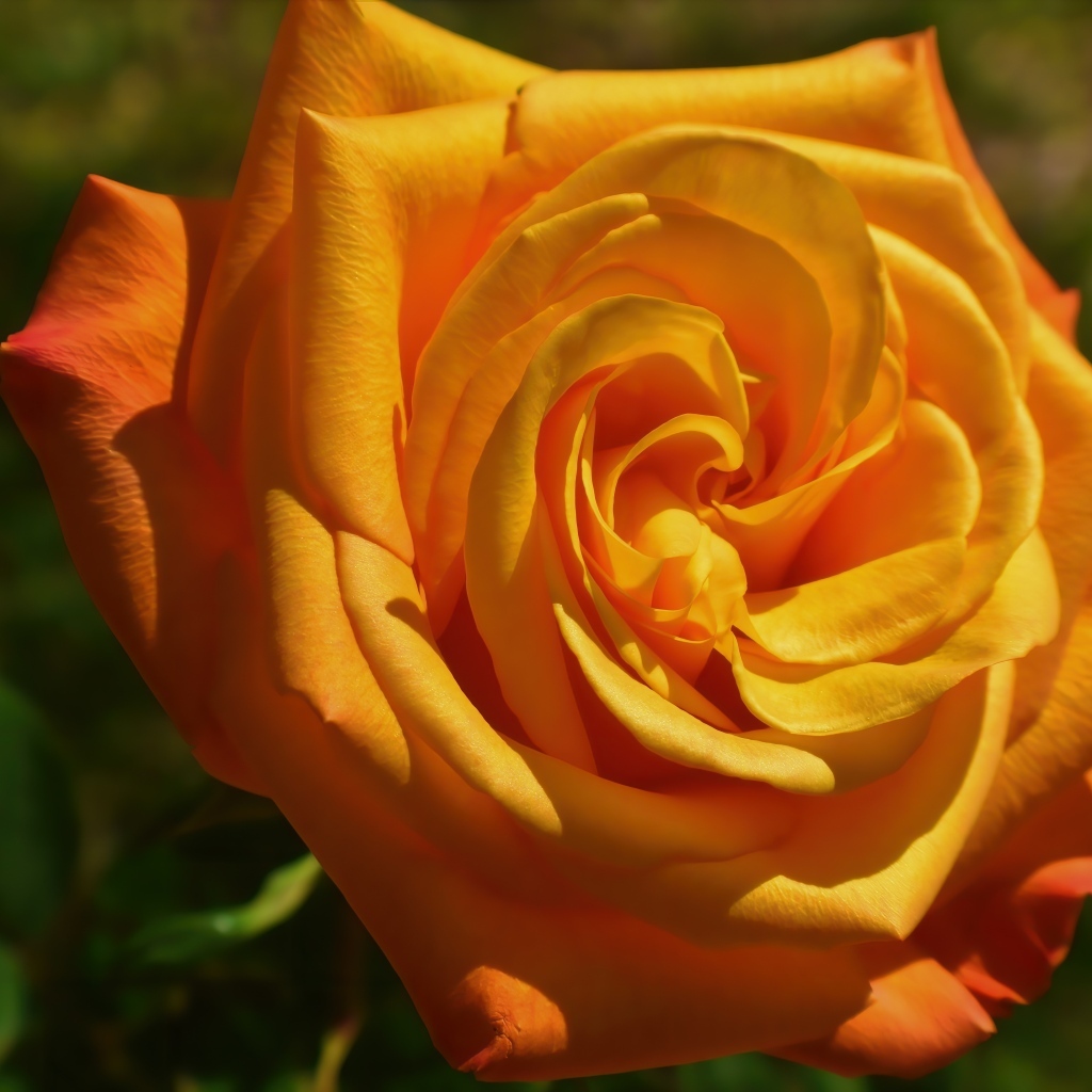 Оранжевая чайная роза на клумбе