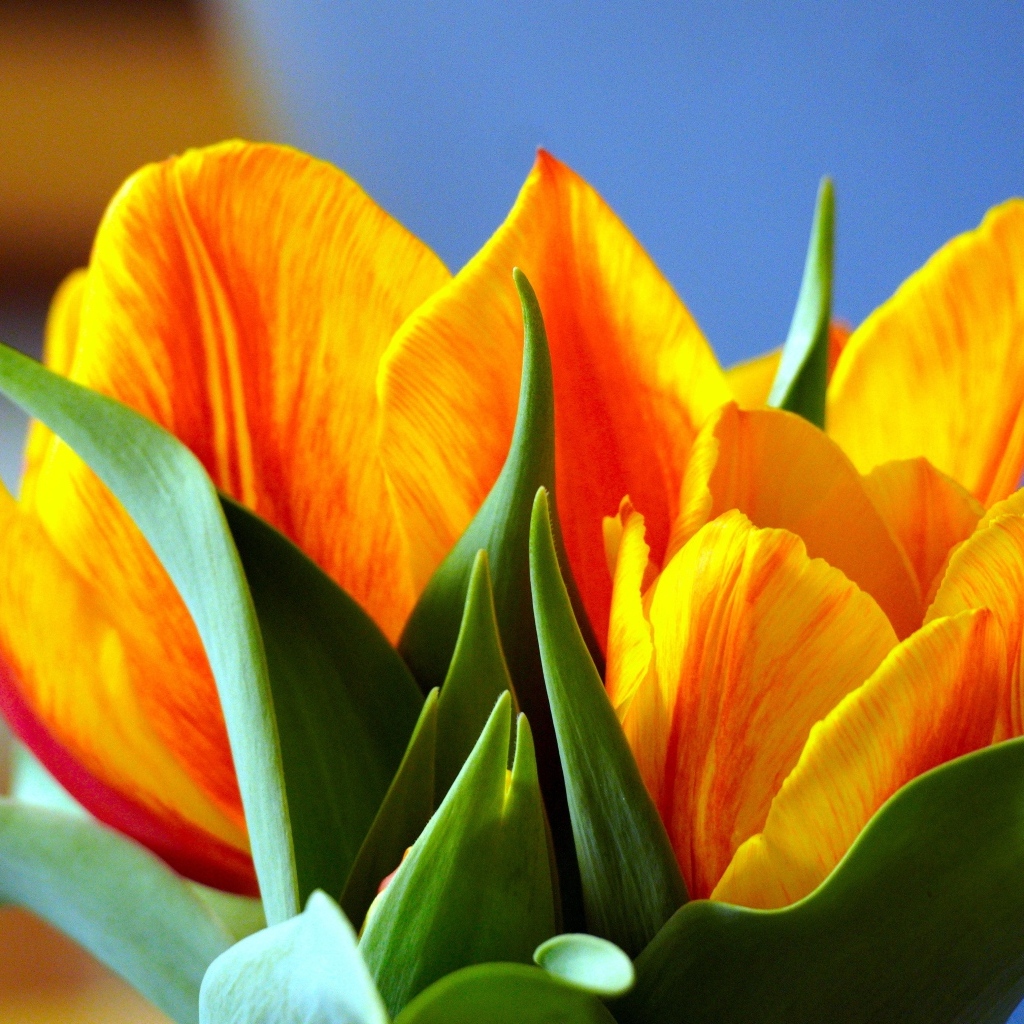 Оранжевые тюльпаны с зелеными листьями крупным планом