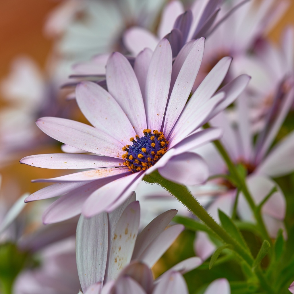 Цветы остеоспермум крупным планом