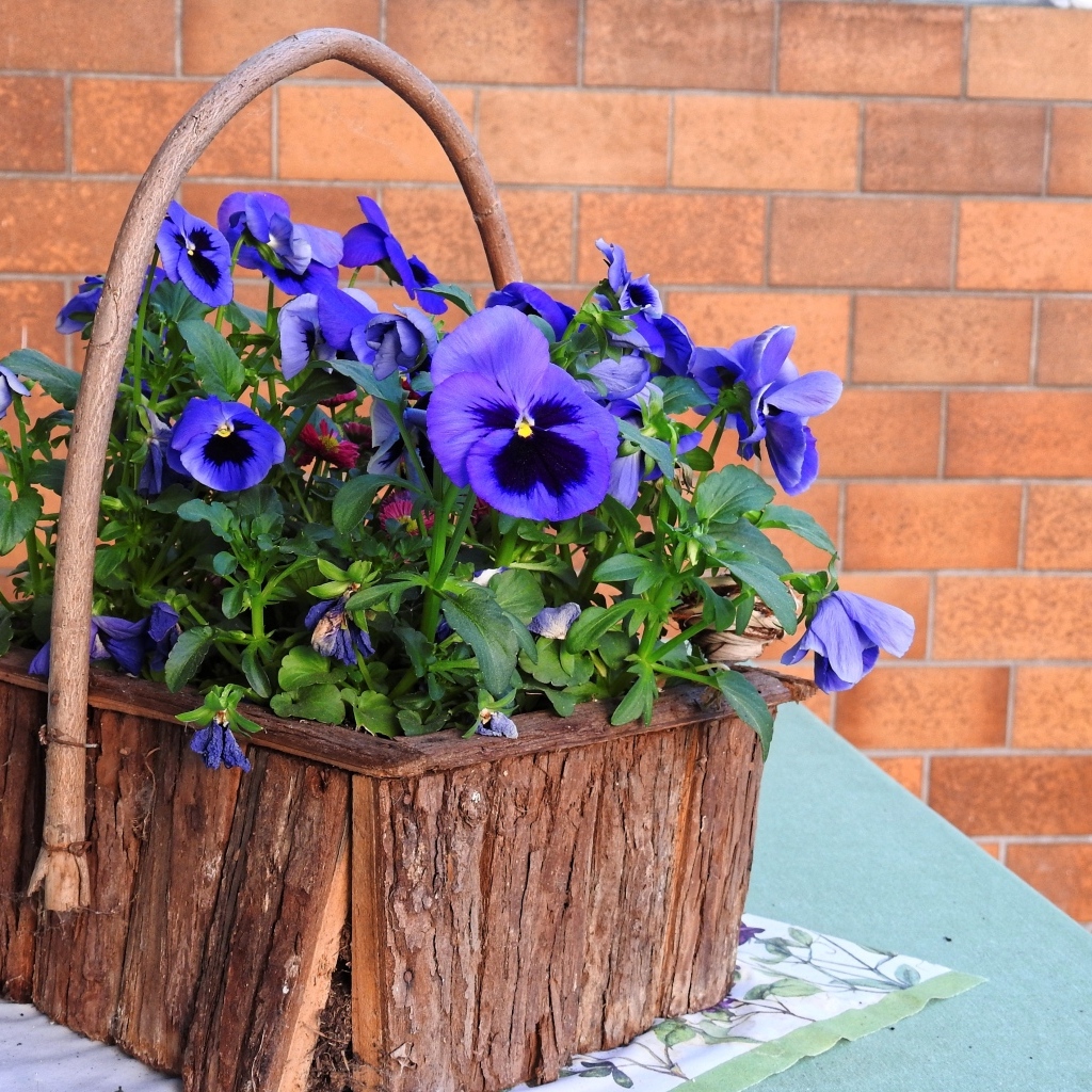 Цветы анютины глазки в декоративной корзине