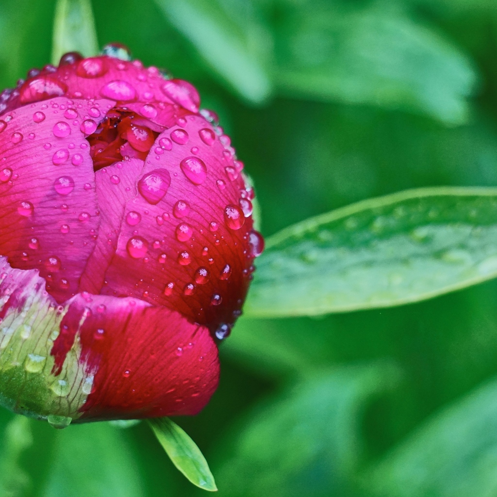 Бутон пиона в каплях дождя