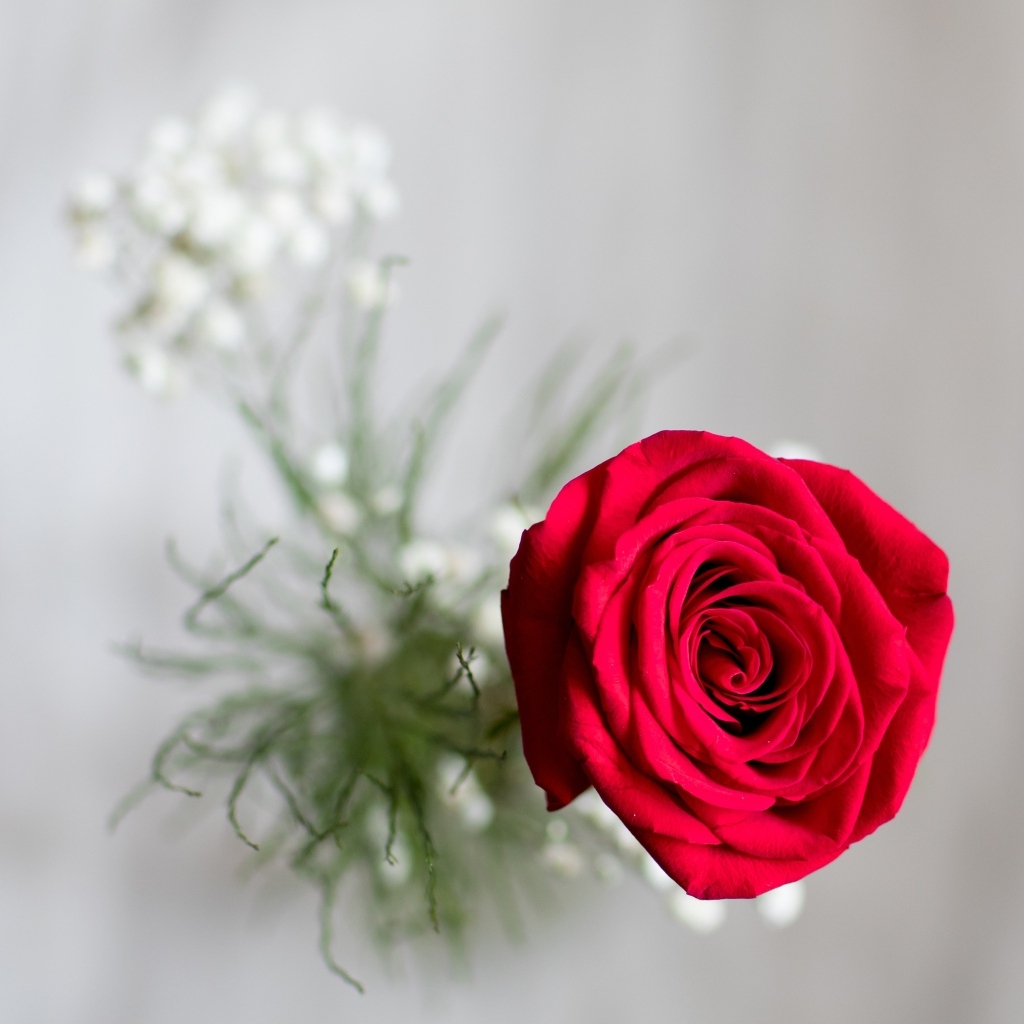 Фото красной розы сверху