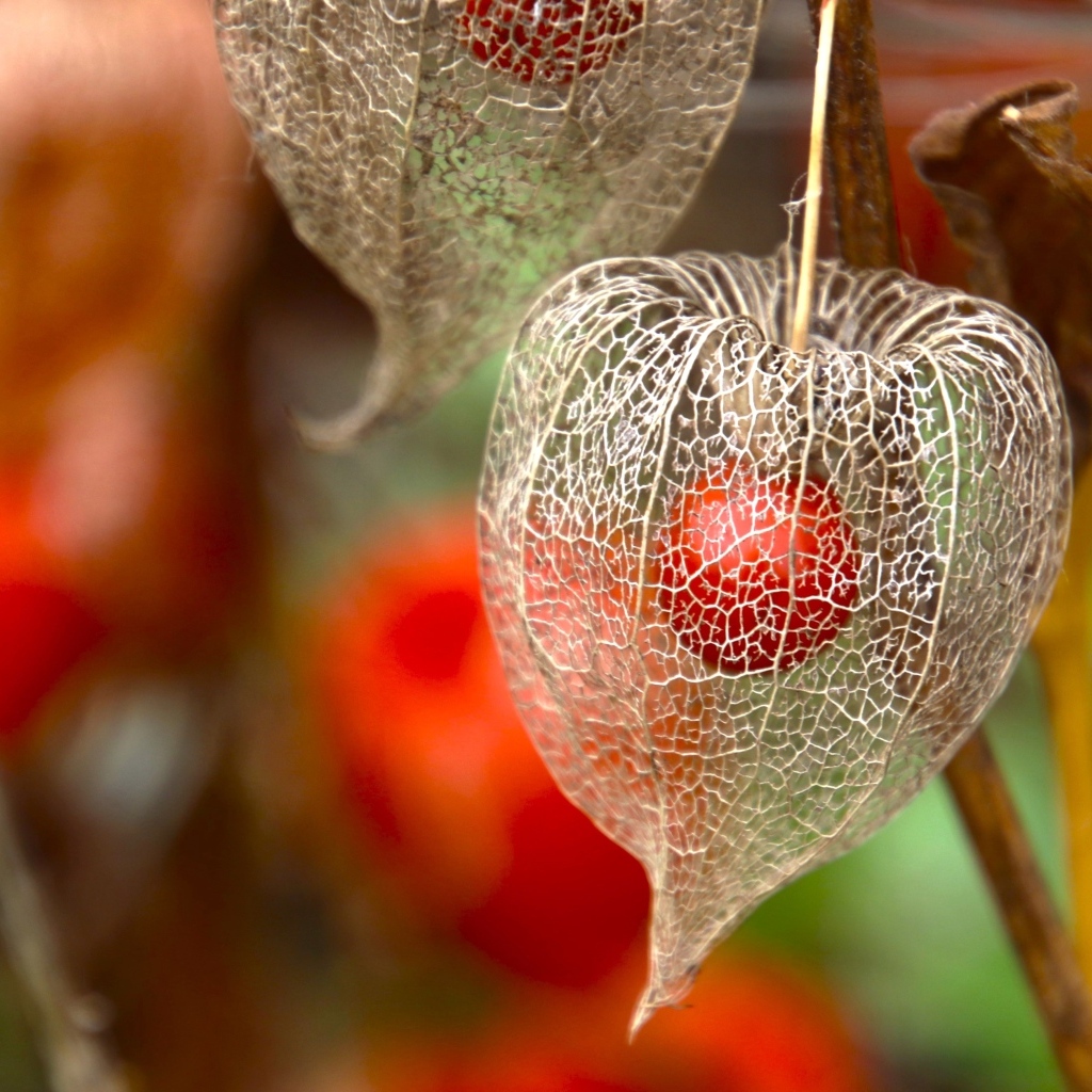 Цветок физалиса с ягодой внутри