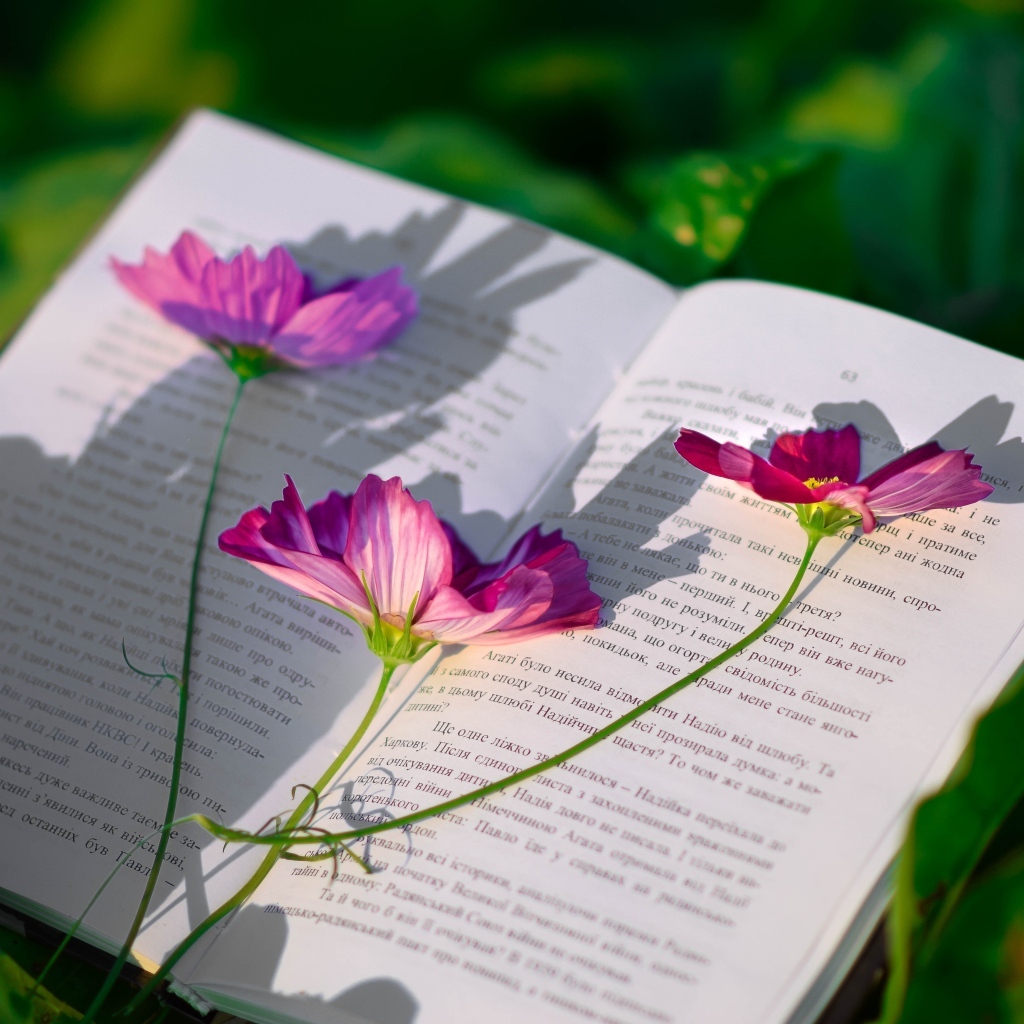 Сорванные цветы космеи лежат на книге