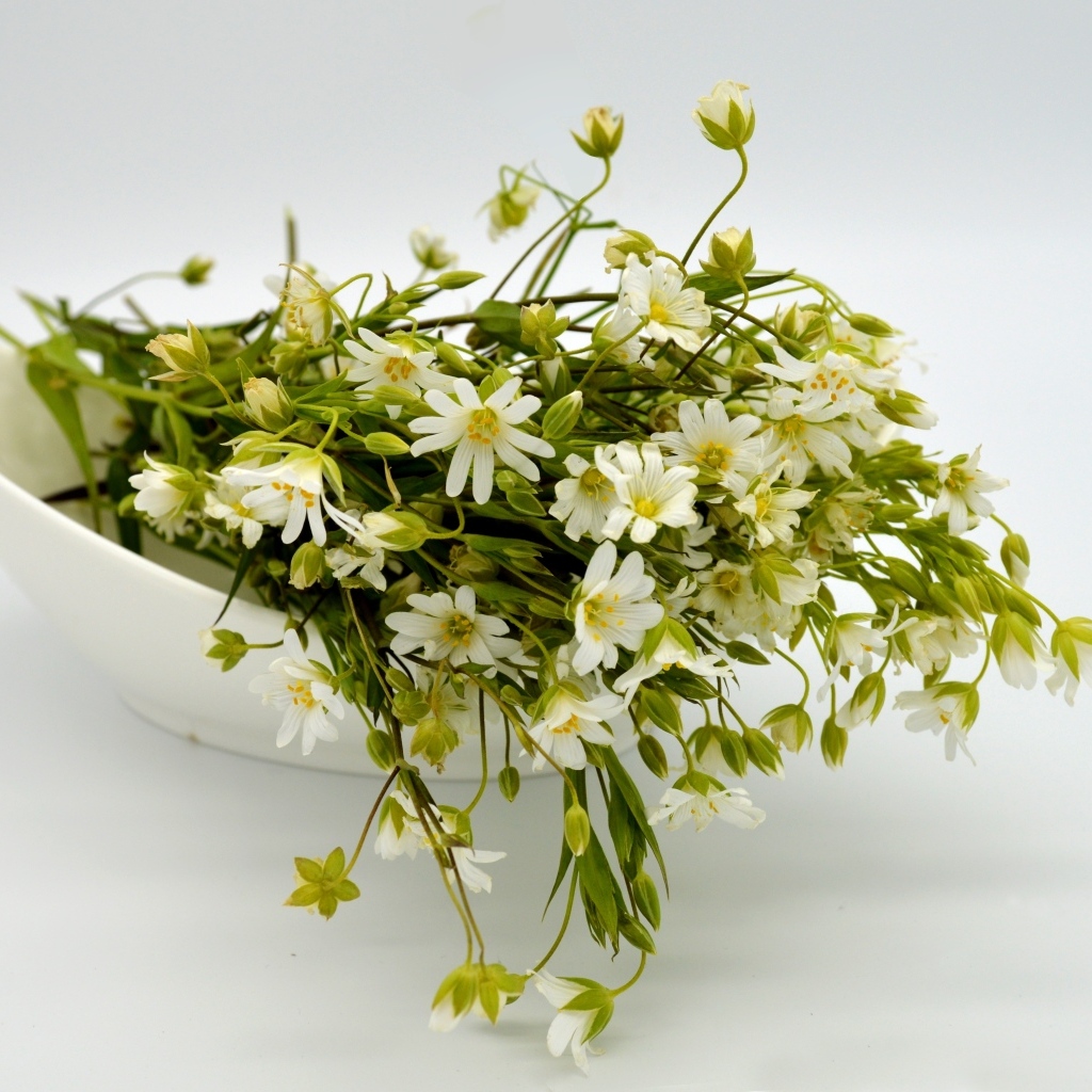 Сорванные белые цветы на сером фоне