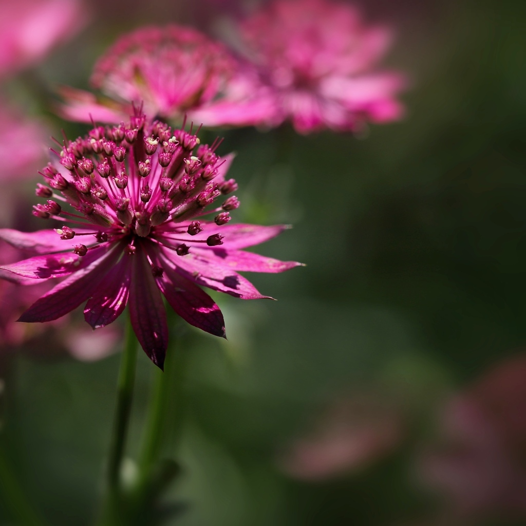 Розовый цветок Астранция крупным планом