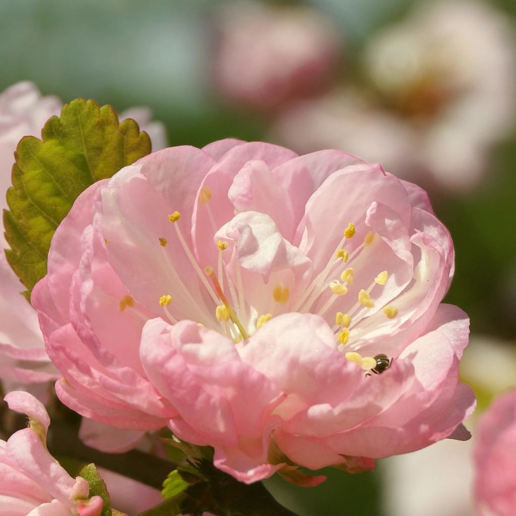 Розовые цветы луизеания в лучах солнца