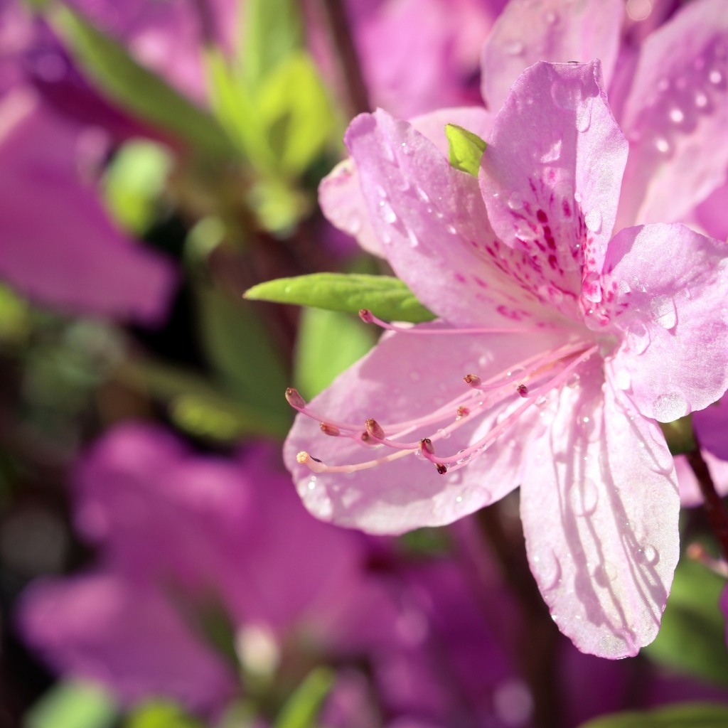 Розовые цветы Рододендрон в каплях росы