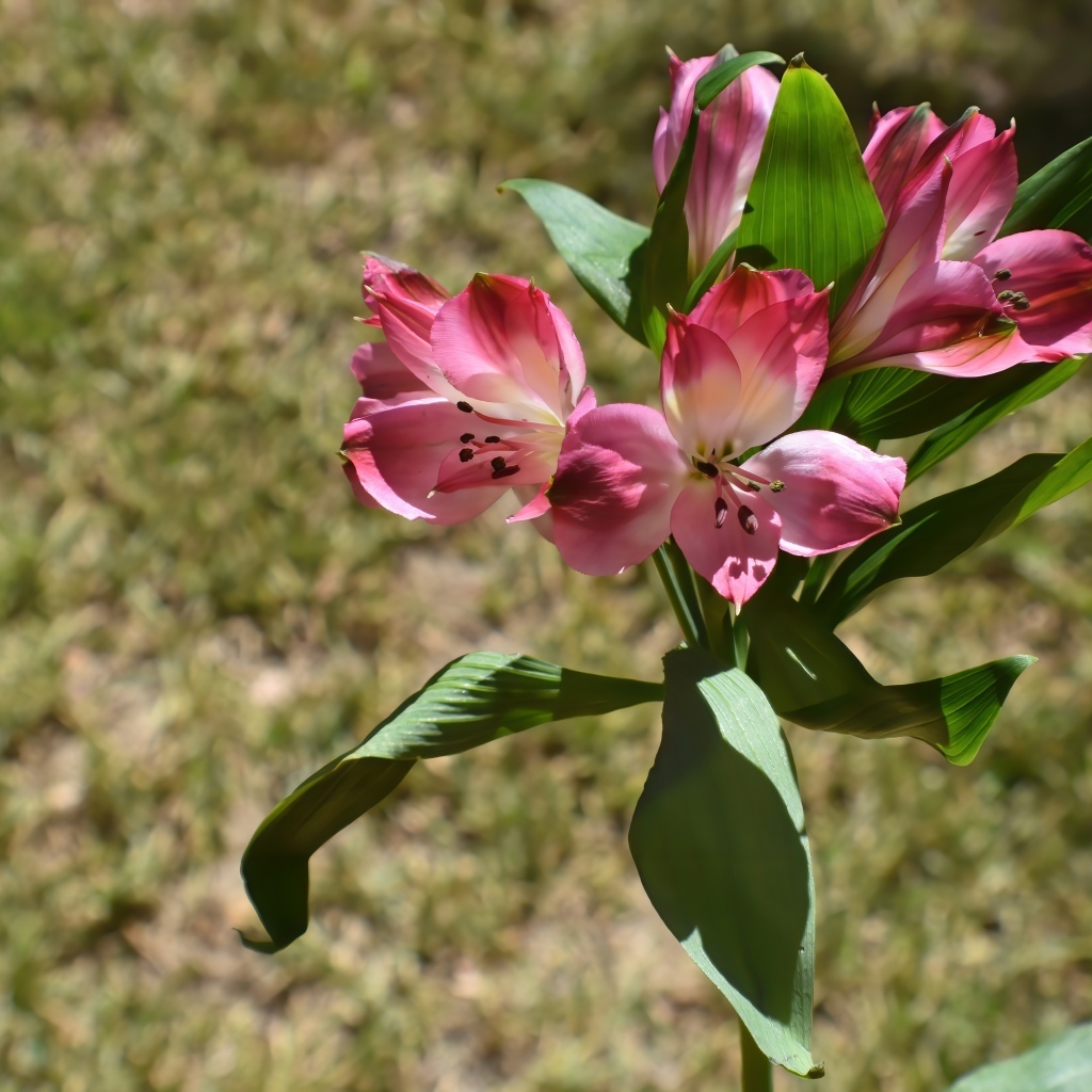 Розовые цветы альстромерии с зелеными листьями