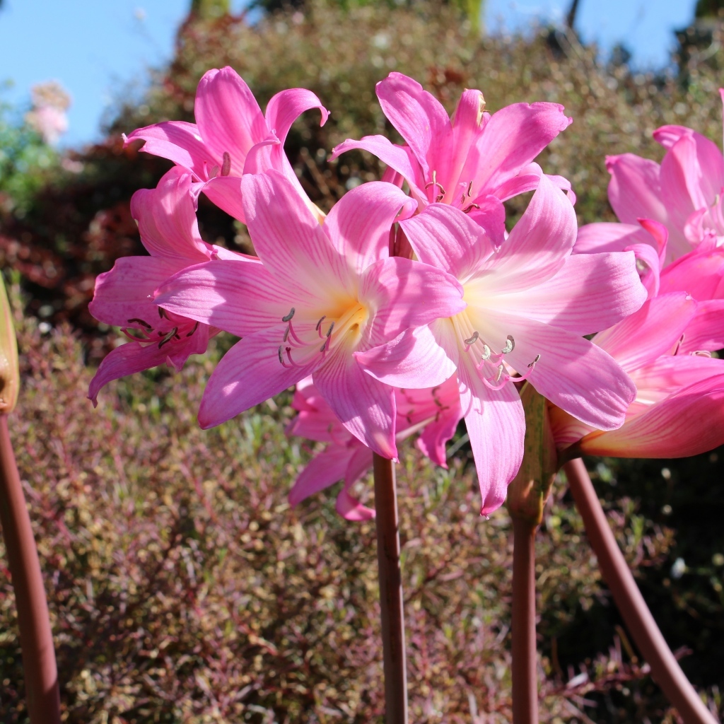 Розовые цветы амариллис на клумбе