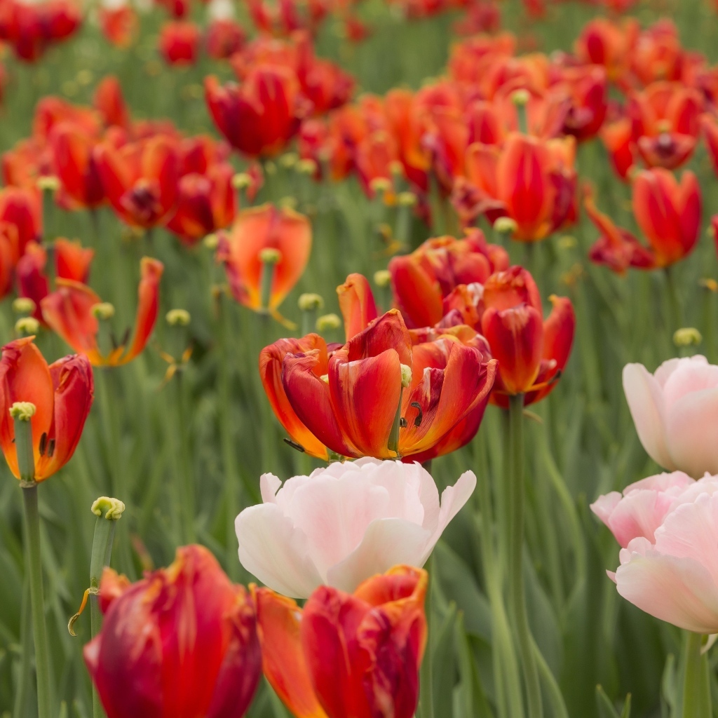 Розовые и красные тюльпаны на клумбе