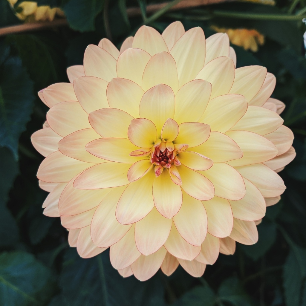 Розовый с желтым цветок пышной георгины