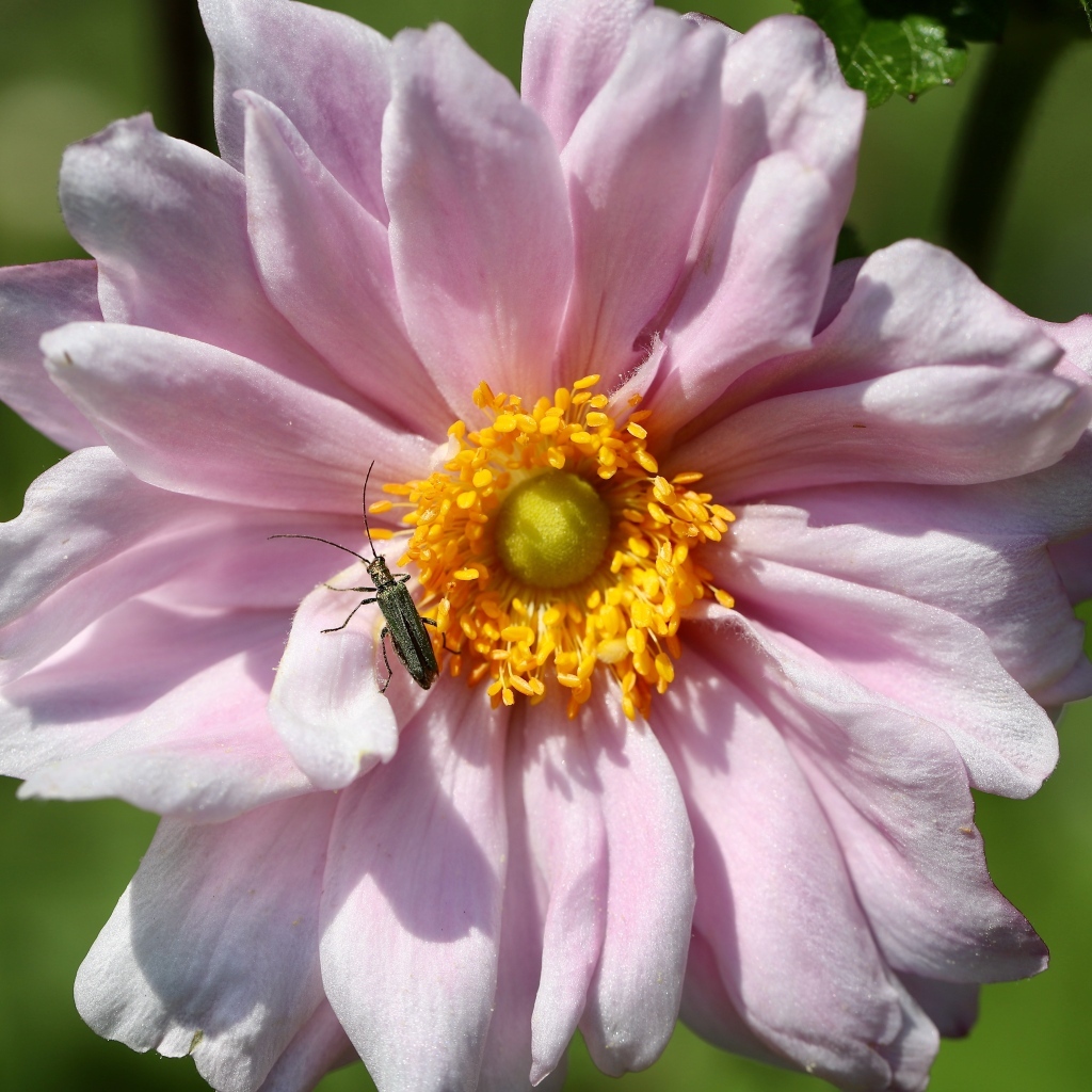 Розовый цветок анемона с жуком