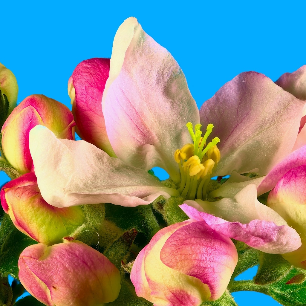 Розовые цветы яблони на ветке на фоне голубого неба