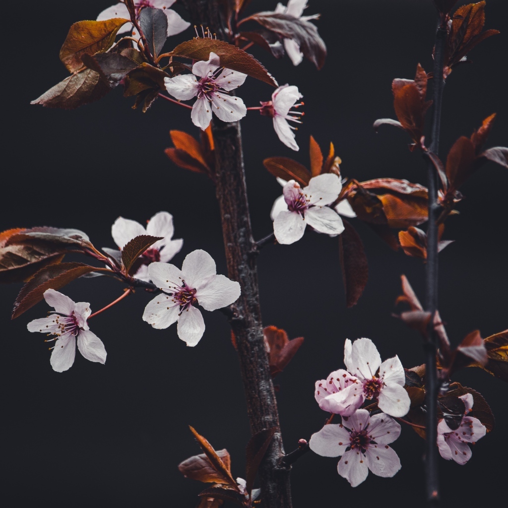 Розовые цветы абрикоса на ветках