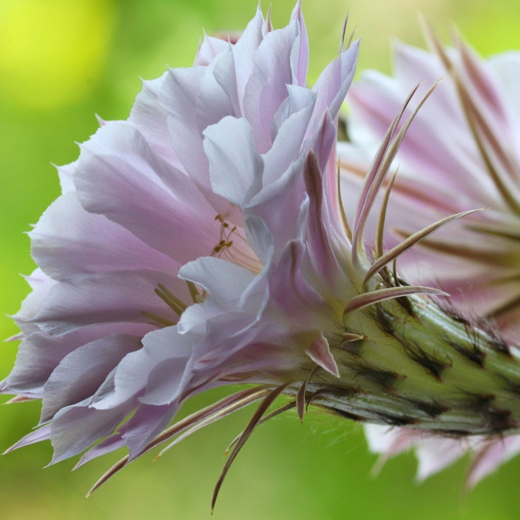 Розовый красивый цветок кактуса эхинопсис