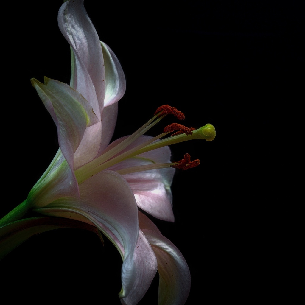 Розовая красивая лилия на черном фоне