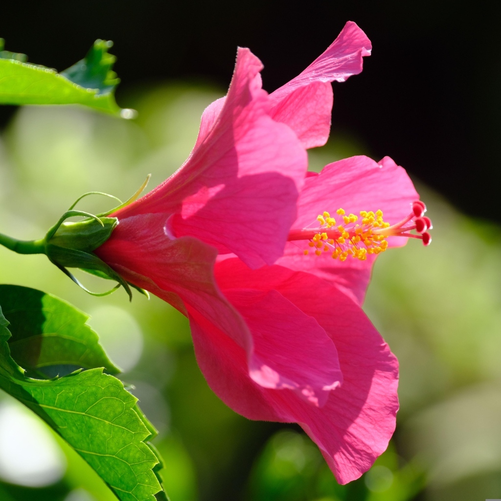 Розовый большой цветок гибискуса