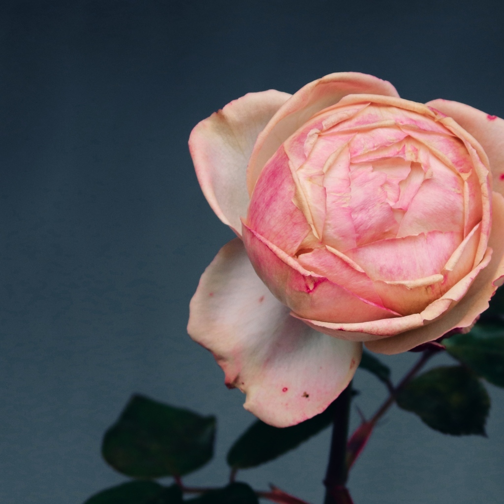 Розовый распускающийся цветок розы на сером фоне