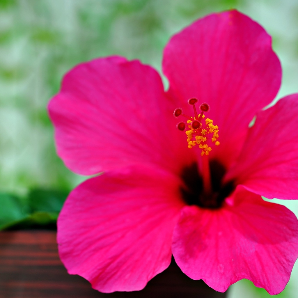 Розовый яркий цветок гибискуса крупным планом