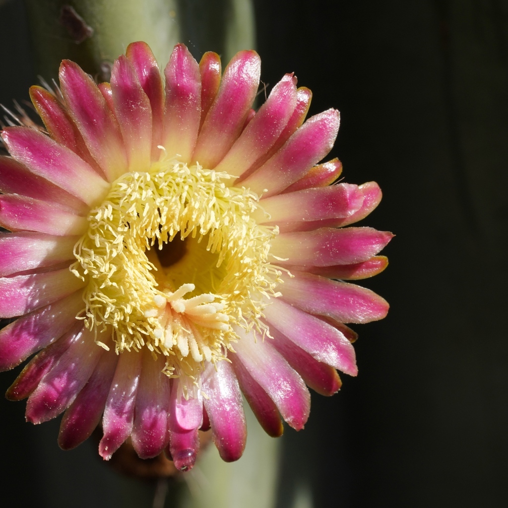 Розовый цветок кактуса на черном фоне