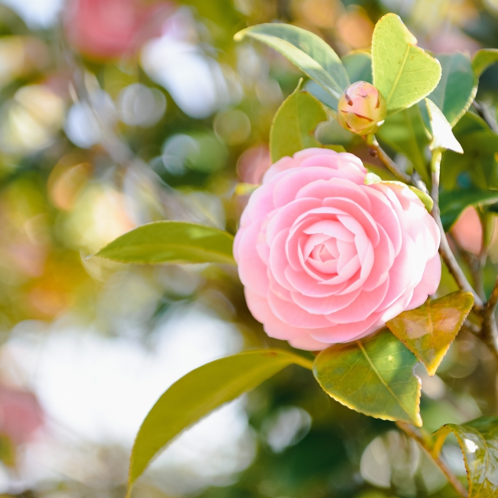 Розовый цветок камелии в лучах солнца на ветке