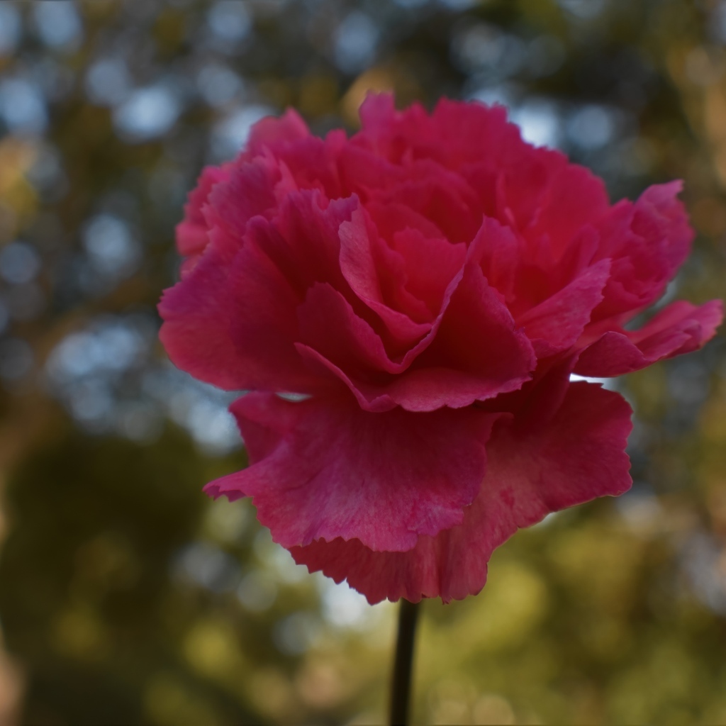 Розовая гвоздика крупным планом